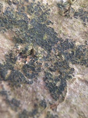 Pseudoschismatomma rufescens