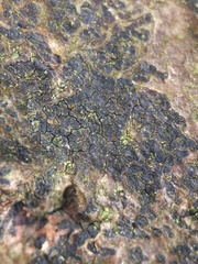 Pseudoschismatomma rufescens