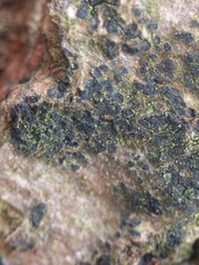 Pseudoschismatomma rufescens