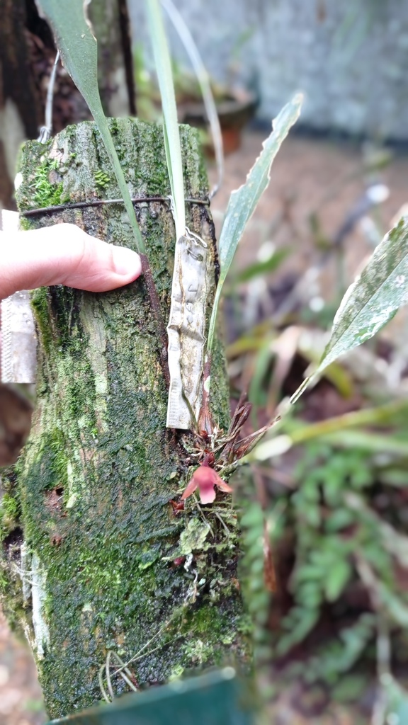 Bifrenaria petiolaris