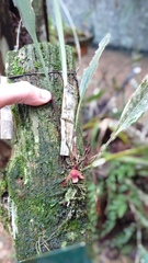 Maxillaria petiolaris