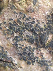 Pseudoschismatomma rufescens