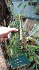 Maxillaria petiolaris