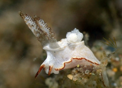 Goniodoris
