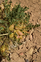 Astragalus megacarpus