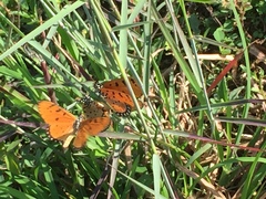 Acraea terpsicore