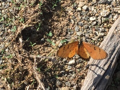 Acraea terpsicore