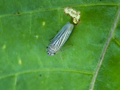 Plesiommata
