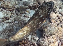 Lethrinus xanthochilus