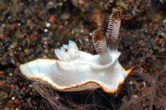 Goniodoris