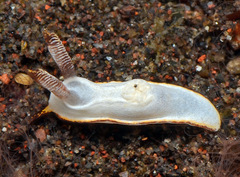 Goniodoris
