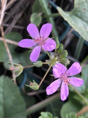 Erodium chium