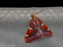 Pyralis cardinalis