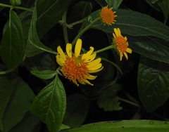 Tilesia baccata