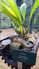 Braemia vittata