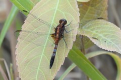 Erythrodiplax abjecta