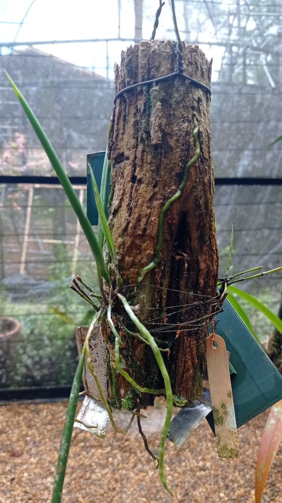 Brassavola martiana