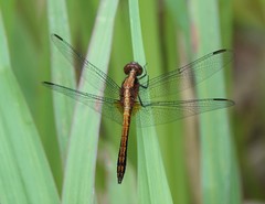 Erythrodiplax abjecta