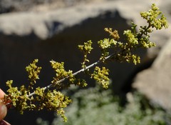 Aizoon neorigidum