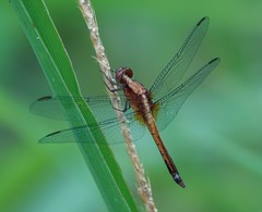 Erythrodiplax abjecta