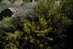 Aizoon neorigidum