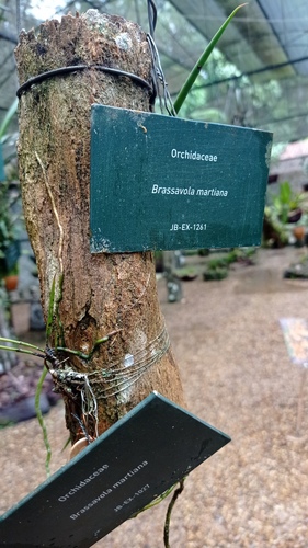 Brassavola martiana, photograph 1