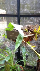 Maxillaria lutescens