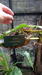 Maxillaria lutescens