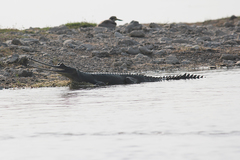 Gavialis gangeticus