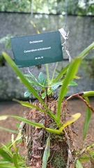 Maxillaria lutescens