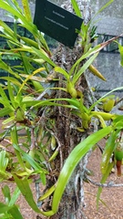 Maxillaria lutescens