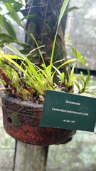 Maxillaria lutescens