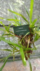 Maxillaria lutescens