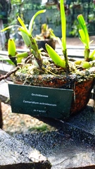 Maxillaria lutescens