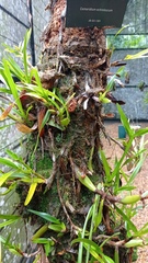 Maxillaria lutescens