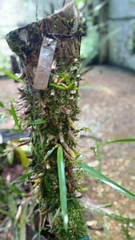 Maxillaria parviflora