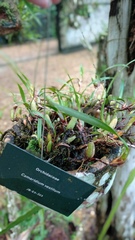 Maxillaria parviflora
