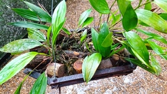 Cattleya wallisii