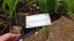 Cattleya wallisii