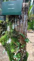 Cattleya wallisii