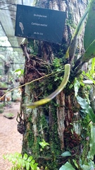Cattleya wallisii