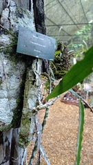 Codonanthopsis ulei