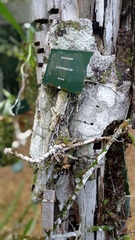 Codonanthopsis ulei