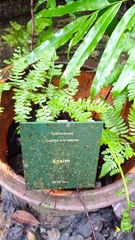 Cyathea microdonta