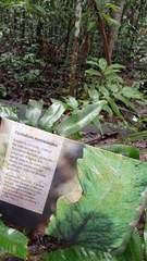 Cyclodium meniscioides