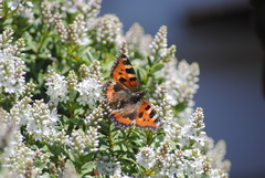 Aglais urticae