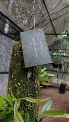 Epidendrum compressum