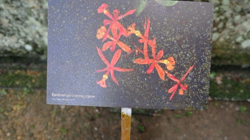 Epidendrum macrocarpum, photograph 3