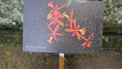 Epidendrum macrocarpum