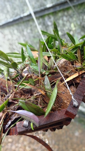 Epidendrum macrocarpum, photograph 2